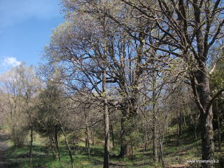 Quercia di Panzazza